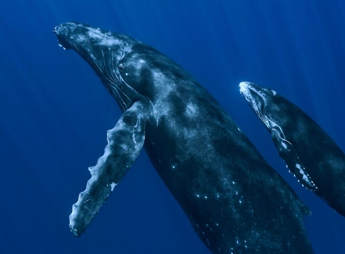 Wallpaper Whale, underwater, Best Diving Sites, Animals 4648413725